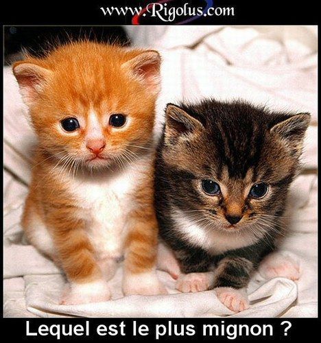 chat 24