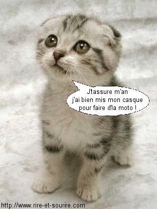 chat ...
